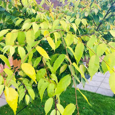 kiwi sunset zelkova|Zelkova Kiwi Sunset